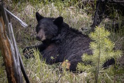 20240607-Yellowstone-2