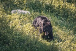 20240607-Yellowstone-6